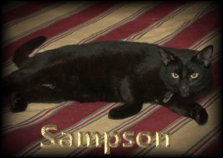 Sampson--.jpg