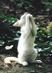 prayingkitty.jpg